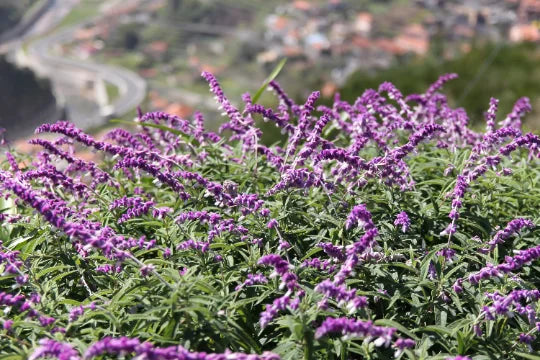 4 inch pot Mexican Bush Sage I300935