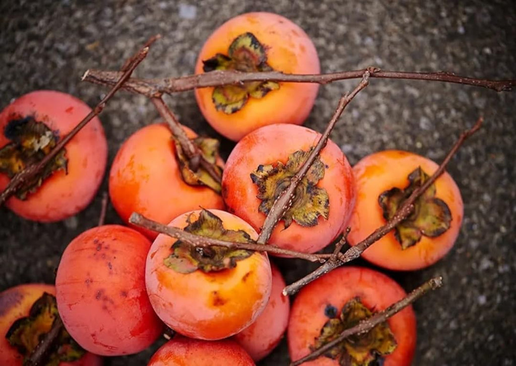 120 Seed Japanese Persimmon Seeds for Planting Y70444