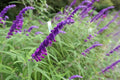 4 inch pot Mexican Bush Sage I300935