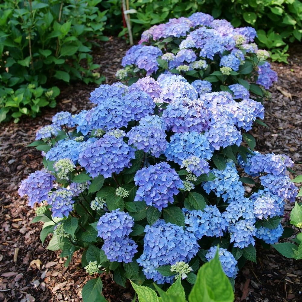4.5" Quart Bigleaf Hydrangea Live Shrub F3462