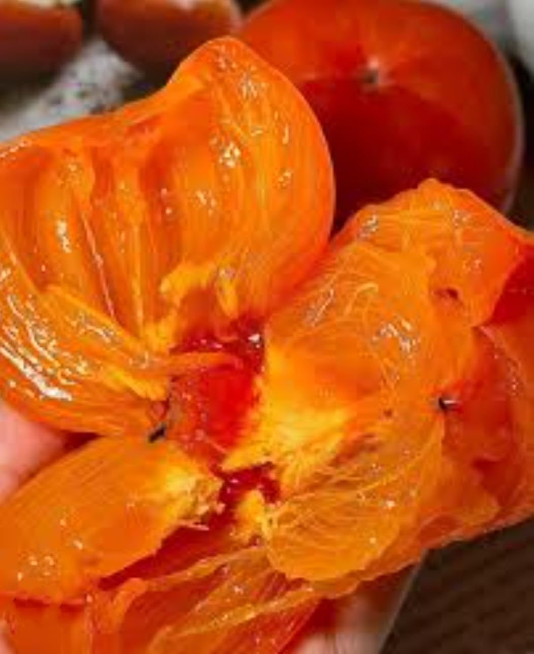 120 Seed Japanese Persimmon Seeds for Planting Y70444