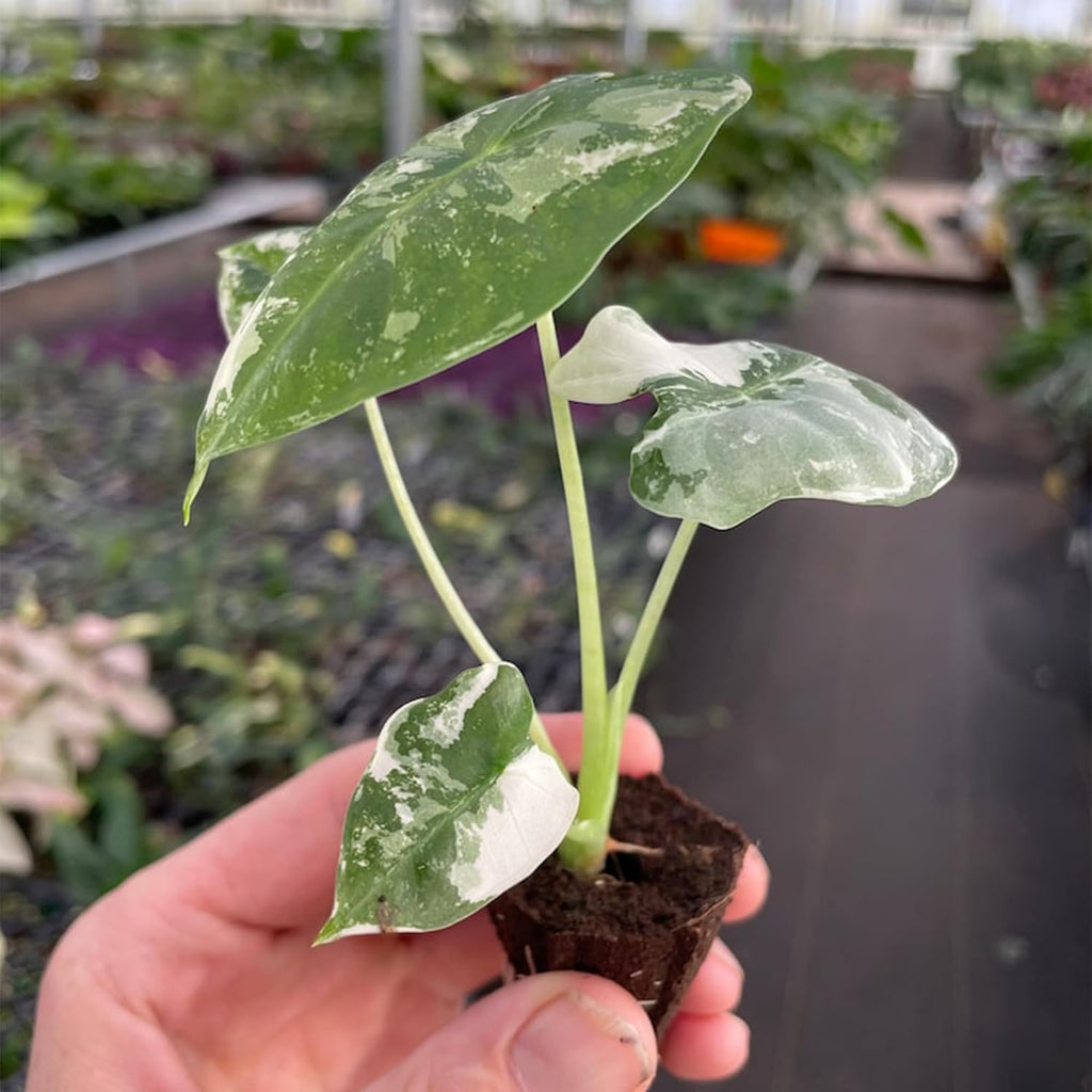Variegated Alocasia Starter Plant N965
