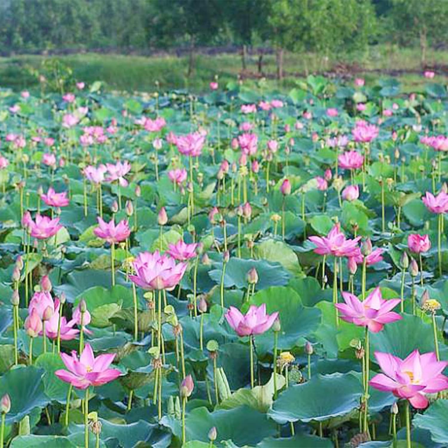 10 Seeds Lotus Flower Seeds Mixed Colors Water Plant O98921