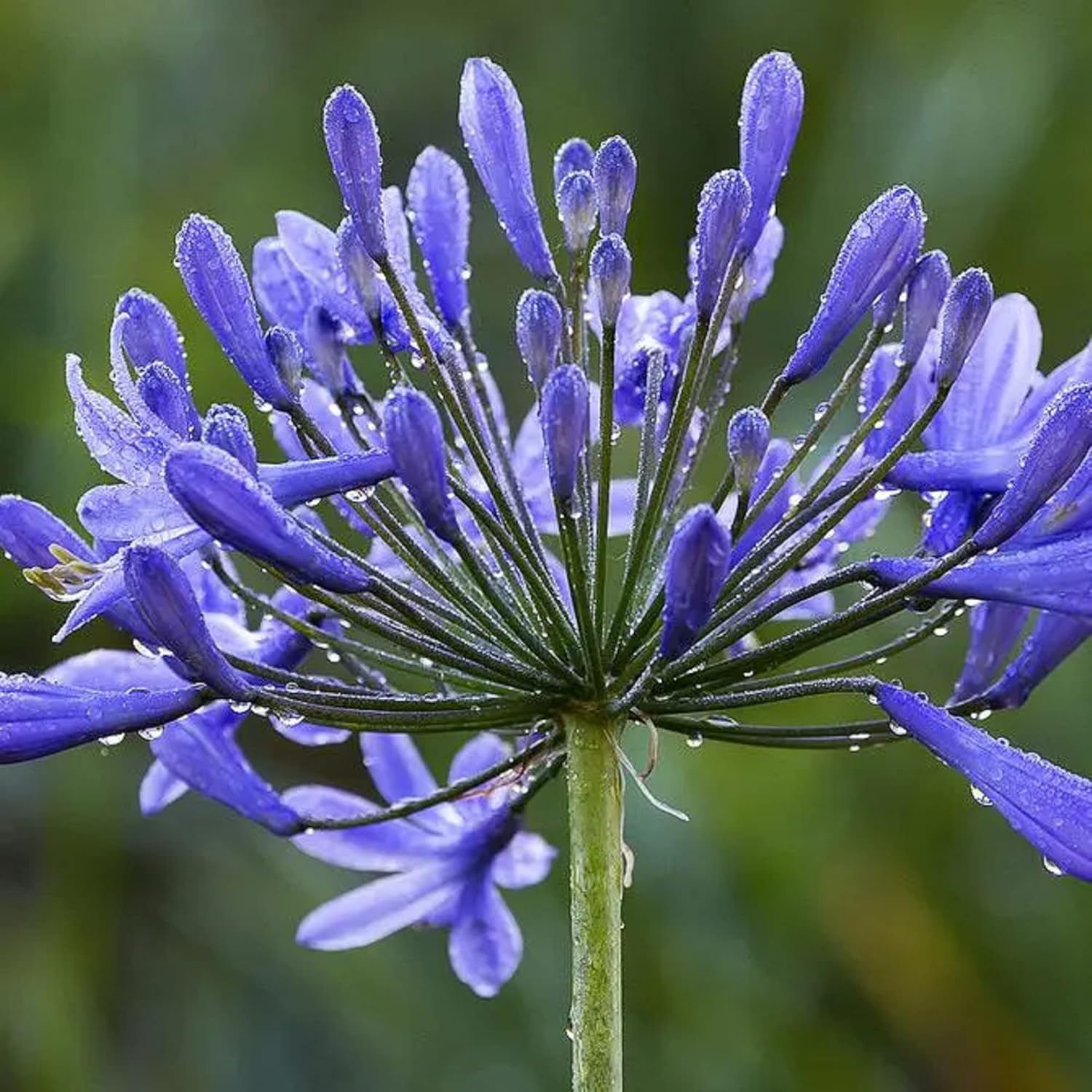 20 Seeds Blue African Lily Z12568