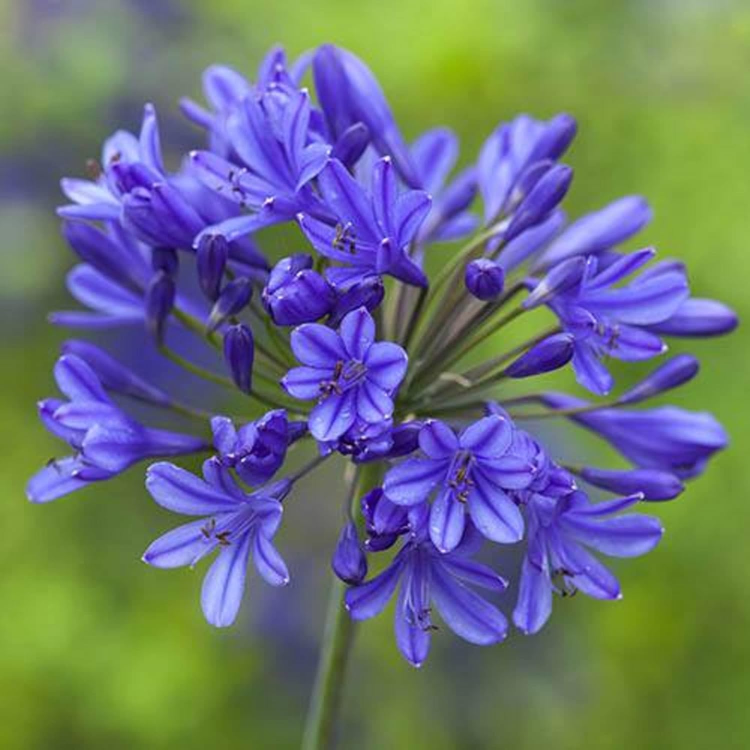 20 Seeds Blue African Lily Z12568