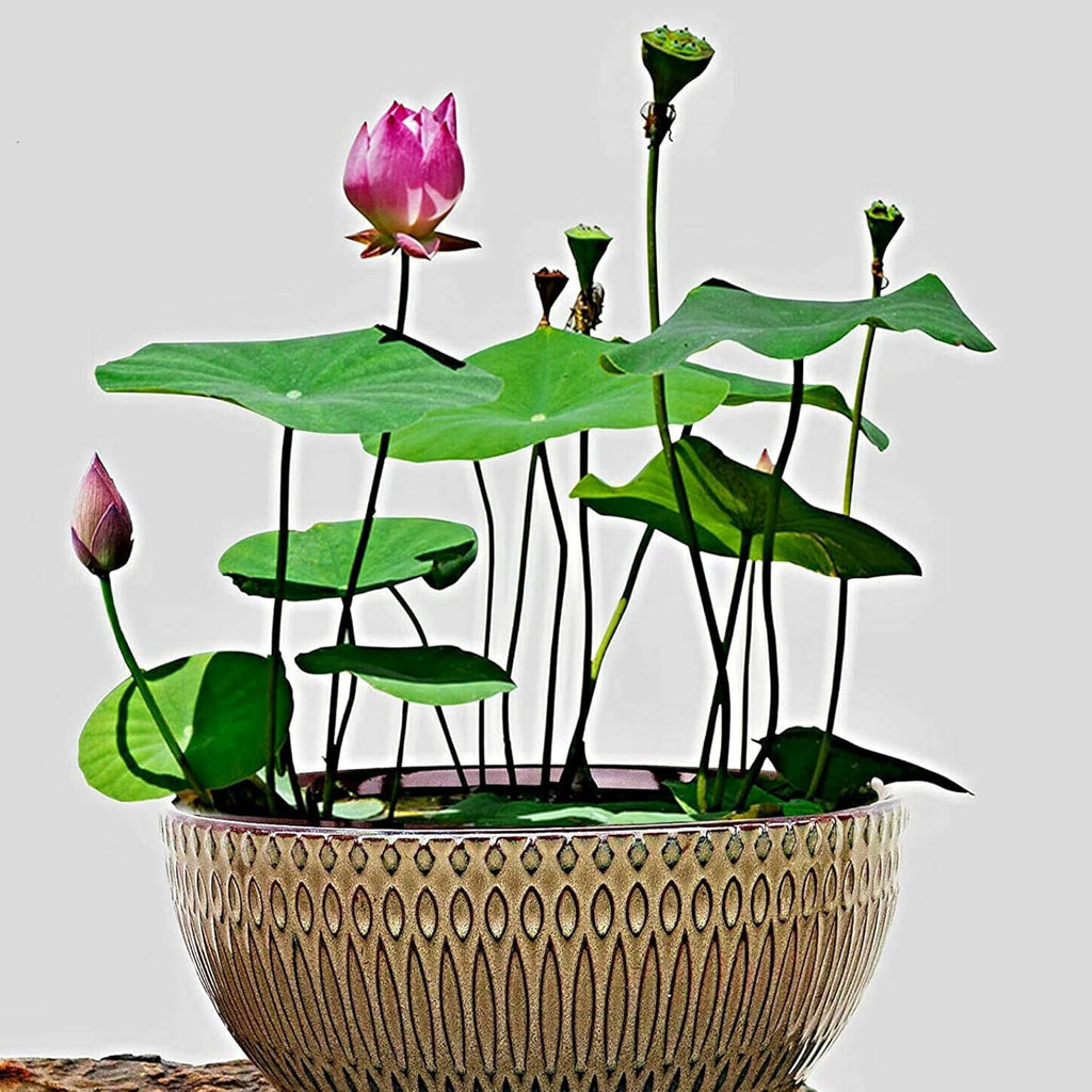 10 Seeds Lotus Flower Seeds Mixed Colors Water Plant O98921