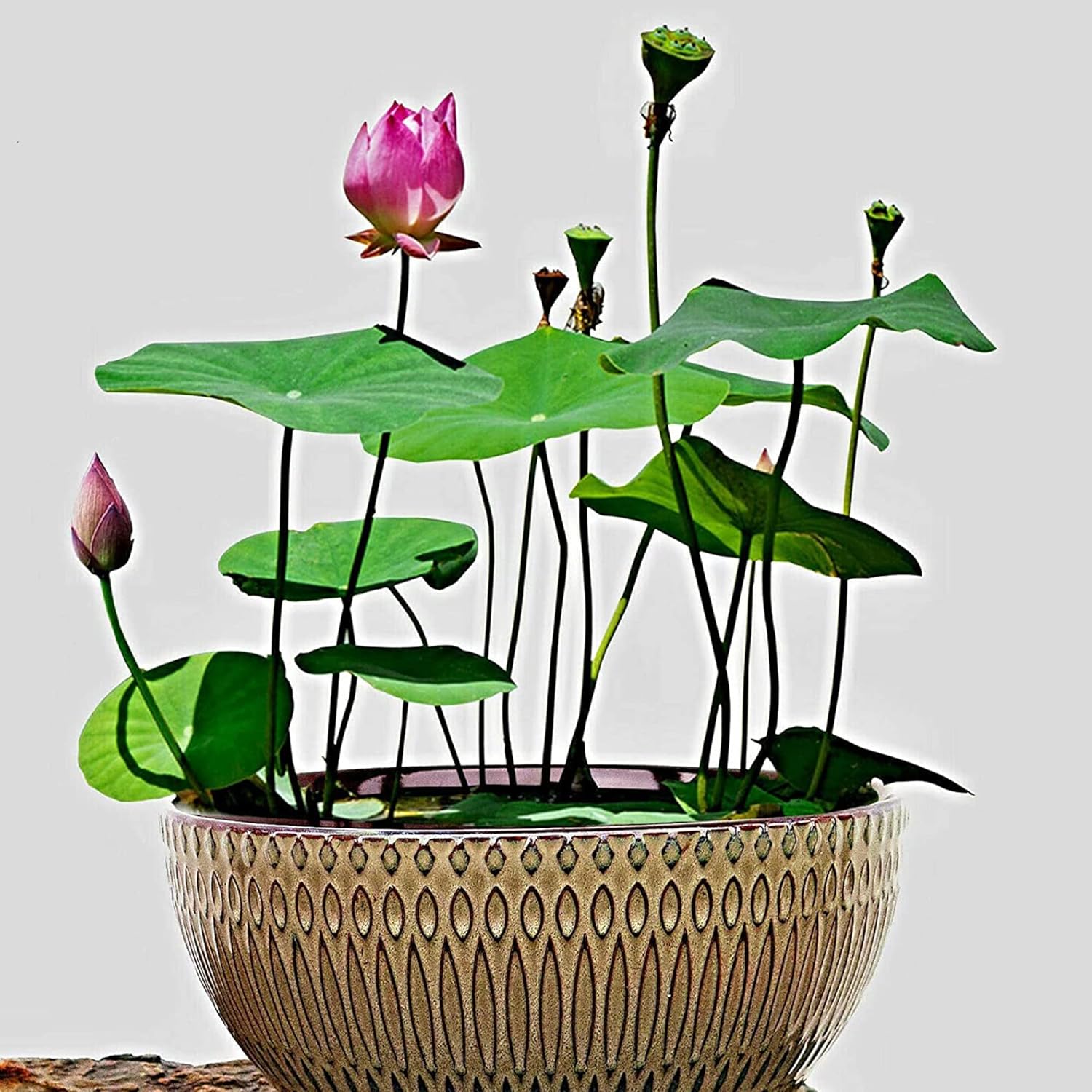 10 Seeds Lotus Flower Seeds Mixed Colors Water Plant O98921