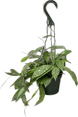 Hoya Plant (3-4 Plants, 4" Pot) W3987