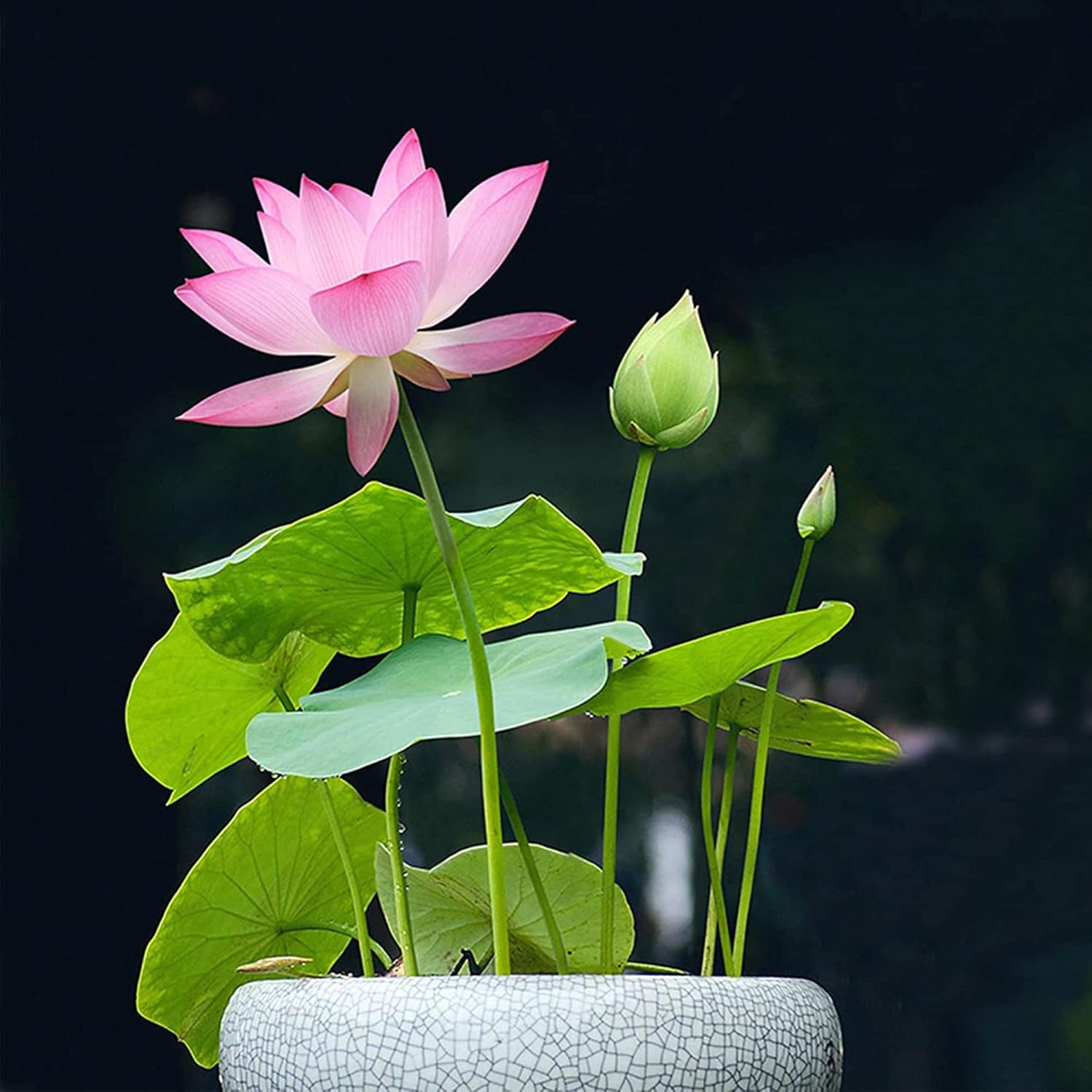 10 Seeds Lotus Flower Seeds Mixed Colors Water Plant O98921