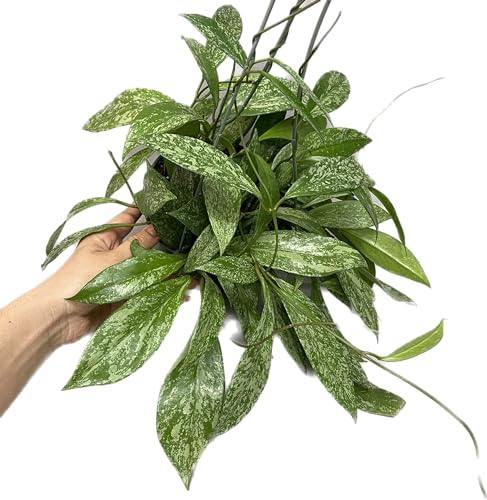 Hoya Plant (3-4 Plants, 4" Pot) W3987