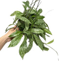 Hoya Plant (3-4 Plants, 4" Pot) W3987