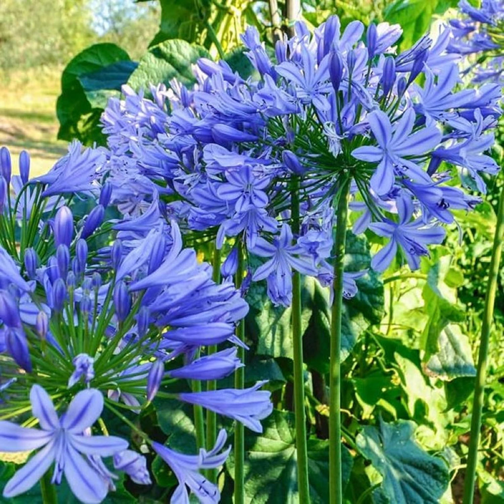 20 Seeds Blue African Lily Z12568