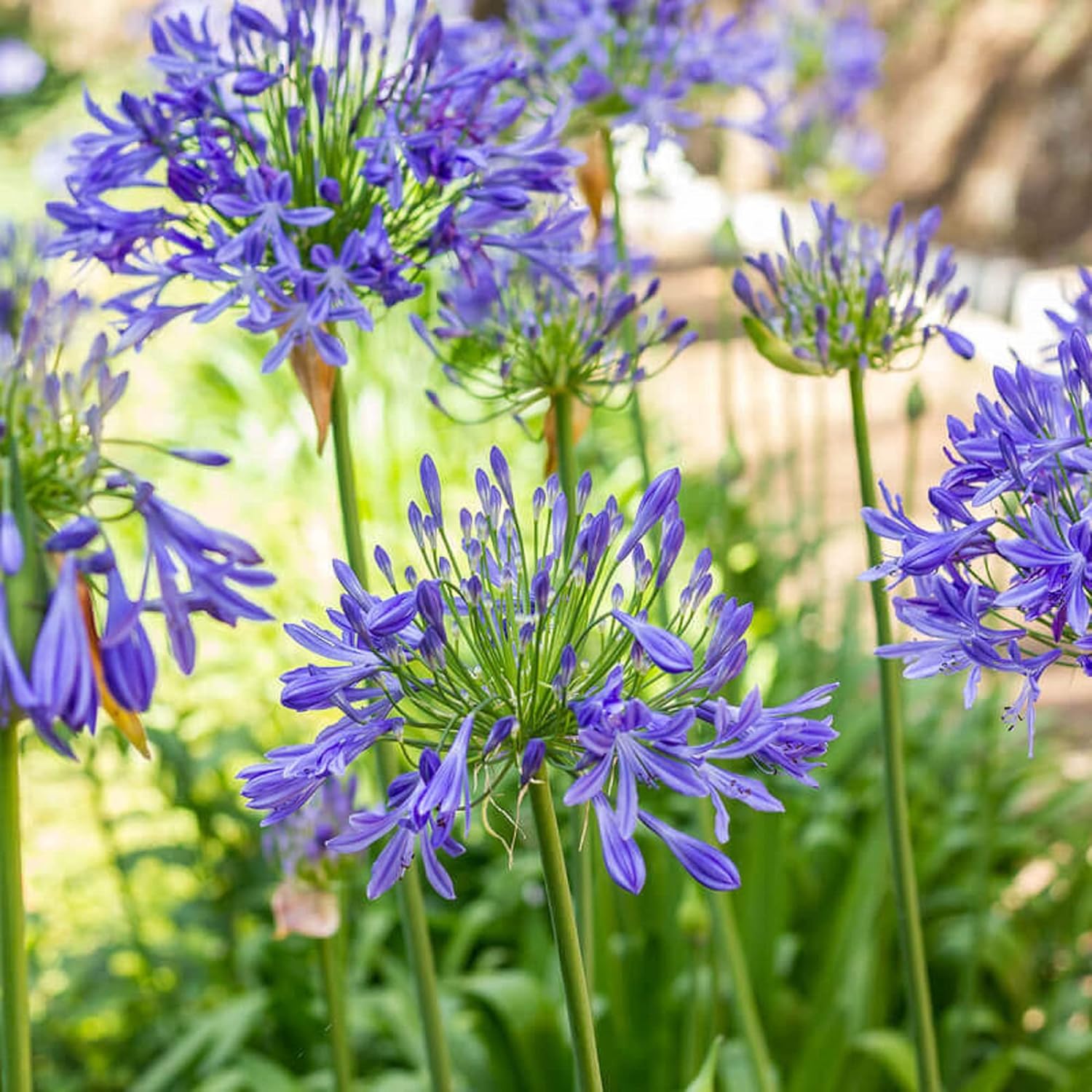 20 Seeds Blue African Lily Z12568