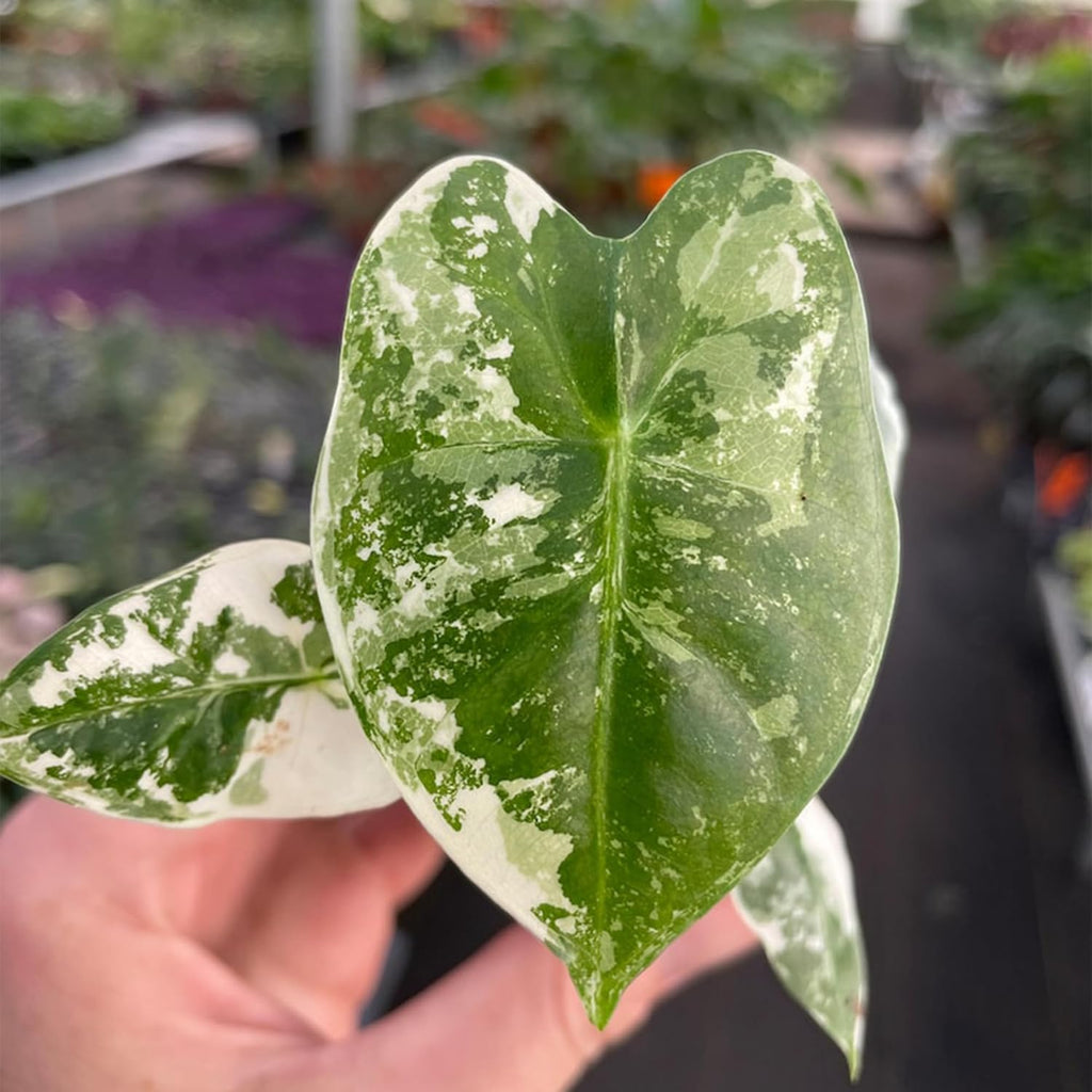 Variegated Alocasia Starter Plant N965
