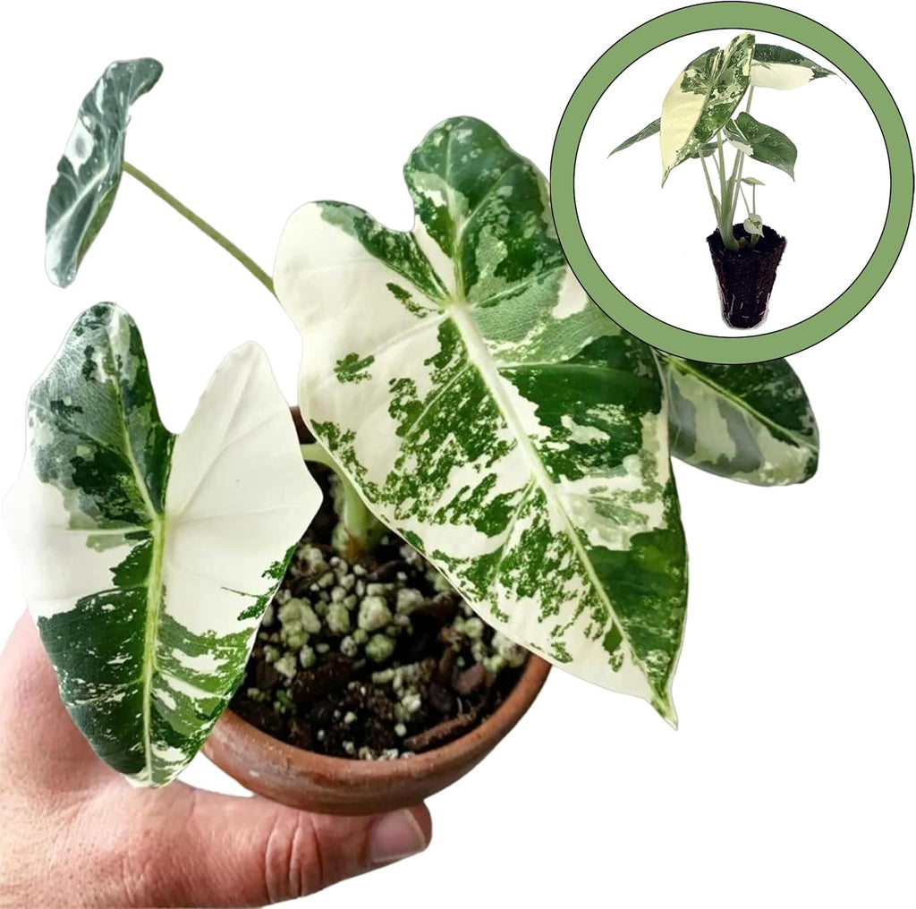Variegated Alocasia Starter Plant N965