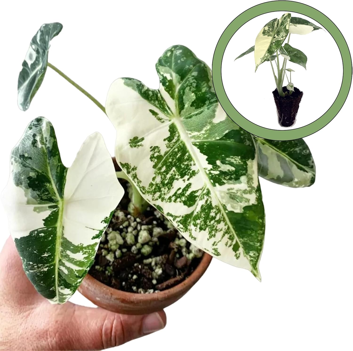 Variegated Alocasia Starter Plant N965