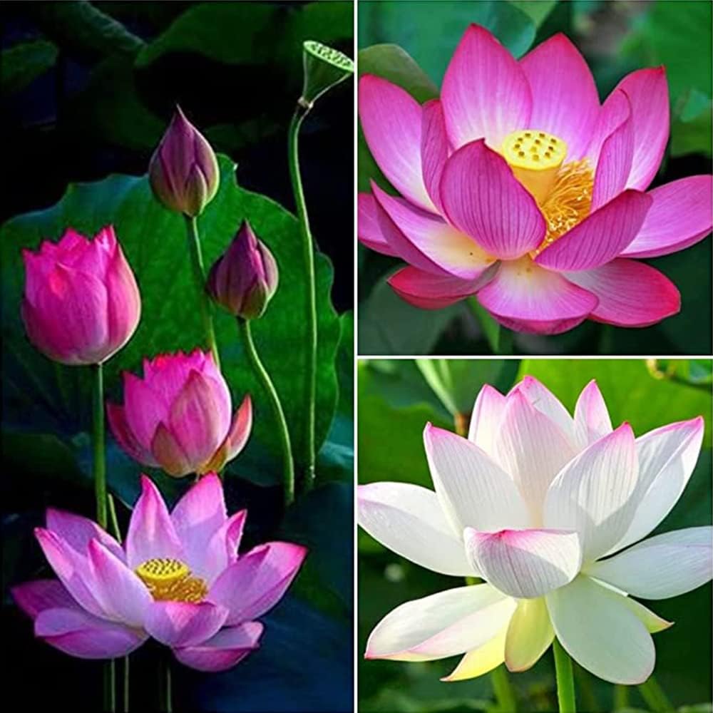 10 Seeds Lotus Flower Seeds Mixed Colors Water Plant O98921