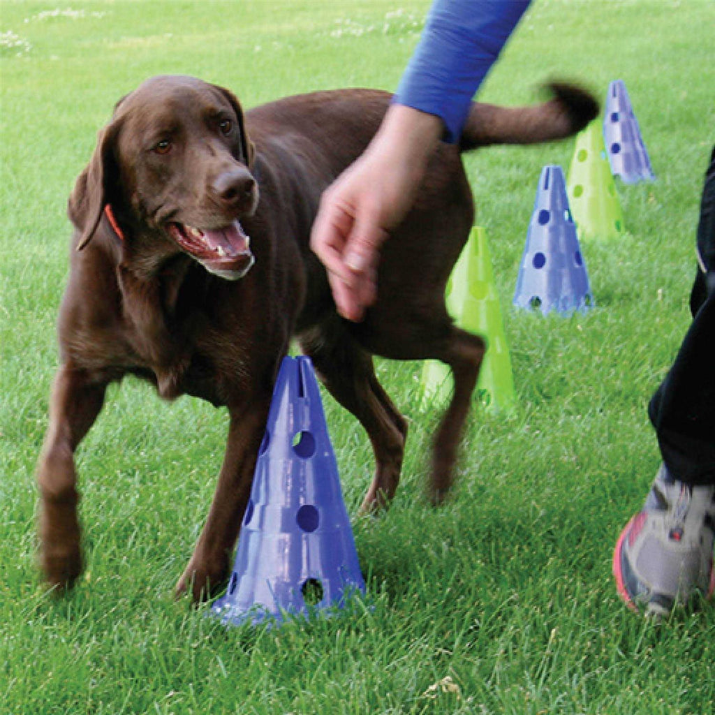 Dog Agility Kit G107870