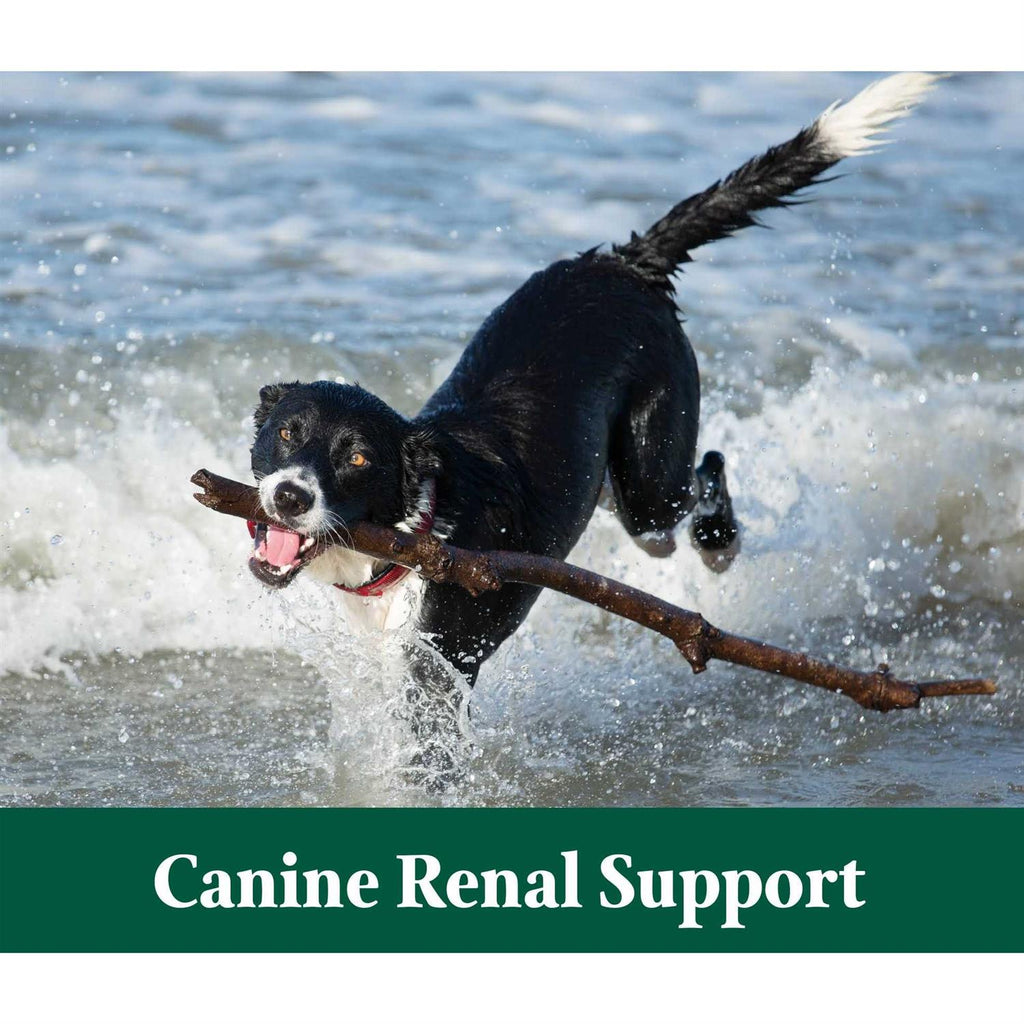 3.9 oz Canine Renal Support Q652898