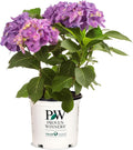 4.5" Quart Bigleaf Hydrangea Live Shrub F3462