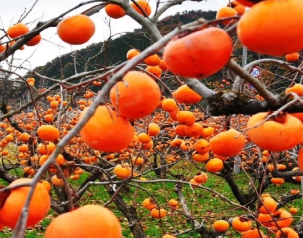120 Seed Japanese Persimmon Seeds for Planting Y70444