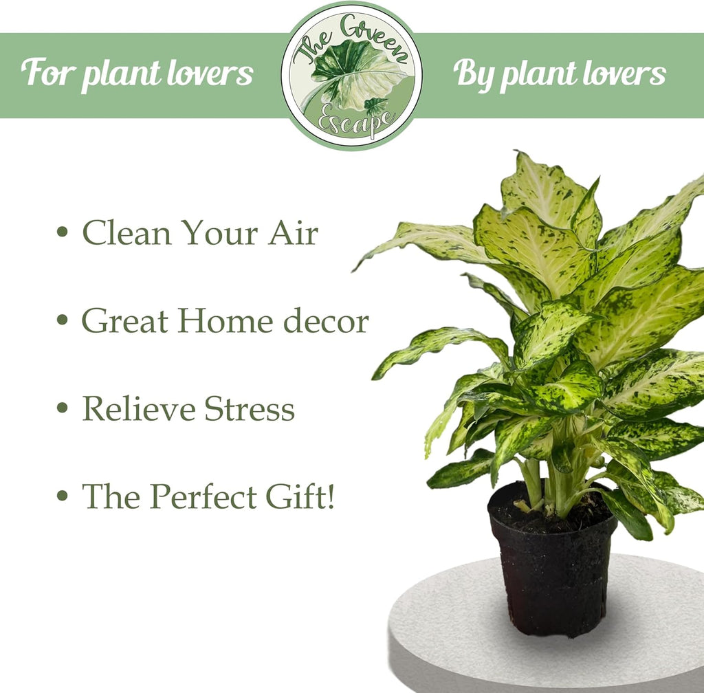Variegated Alocasia Starter Plant N965