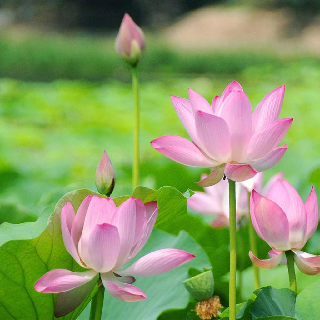 10 Seeds Lotus Flower Seeds Mixed Colors Water Plant O98921