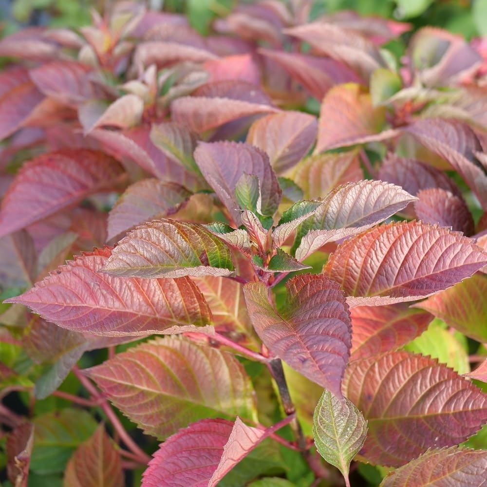 4.5" Quart Bigleaf Hydrangea Live Shrub F3462