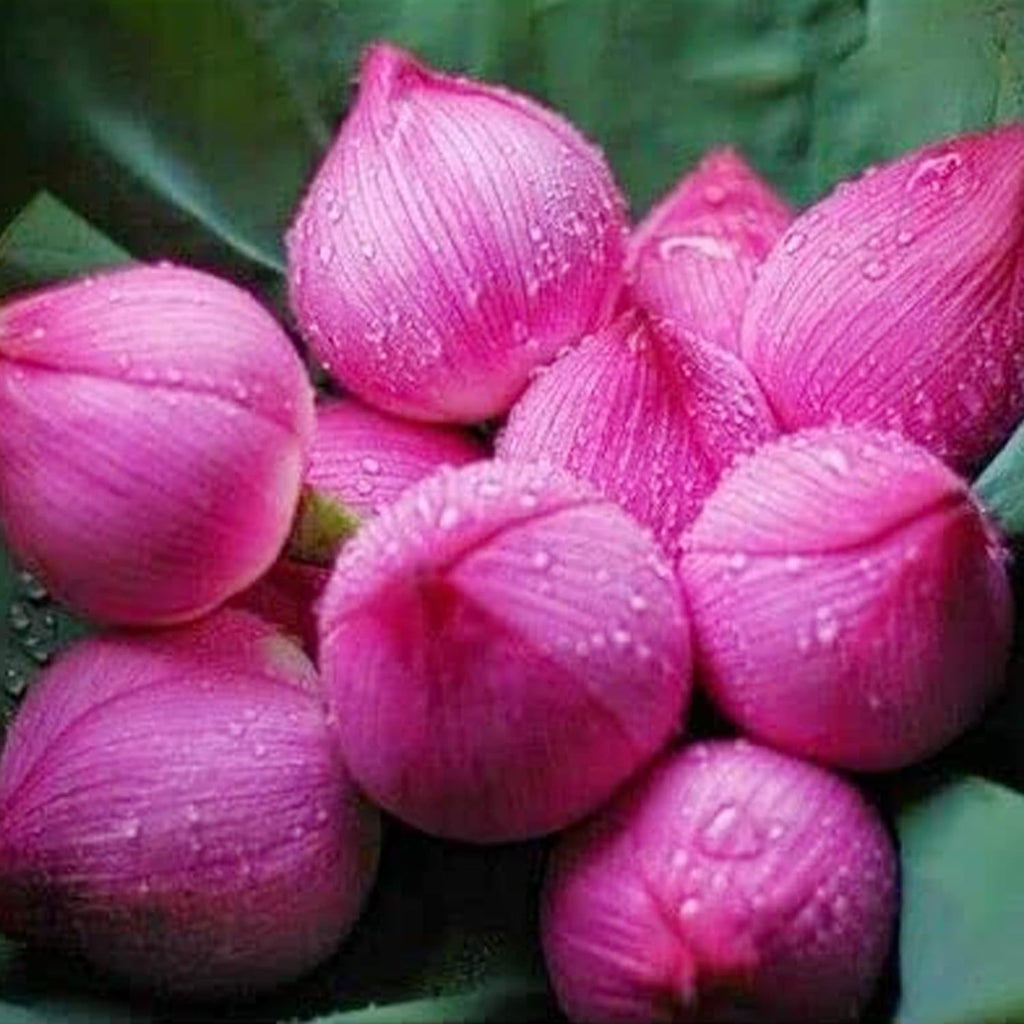 10 Seeds Lotus Flower Seeds Mixed Colors Water Plant O98921