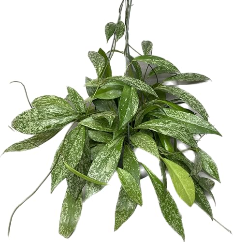 Hoya Plant (3-4 Plants, 4" Pot) W3987