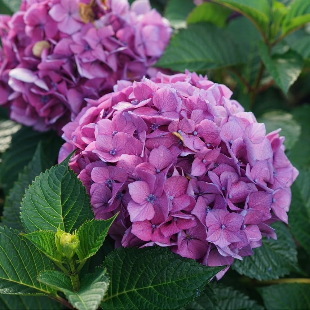 4.5" Quart Bigleaf Hydrangea Live Shrub F3462
