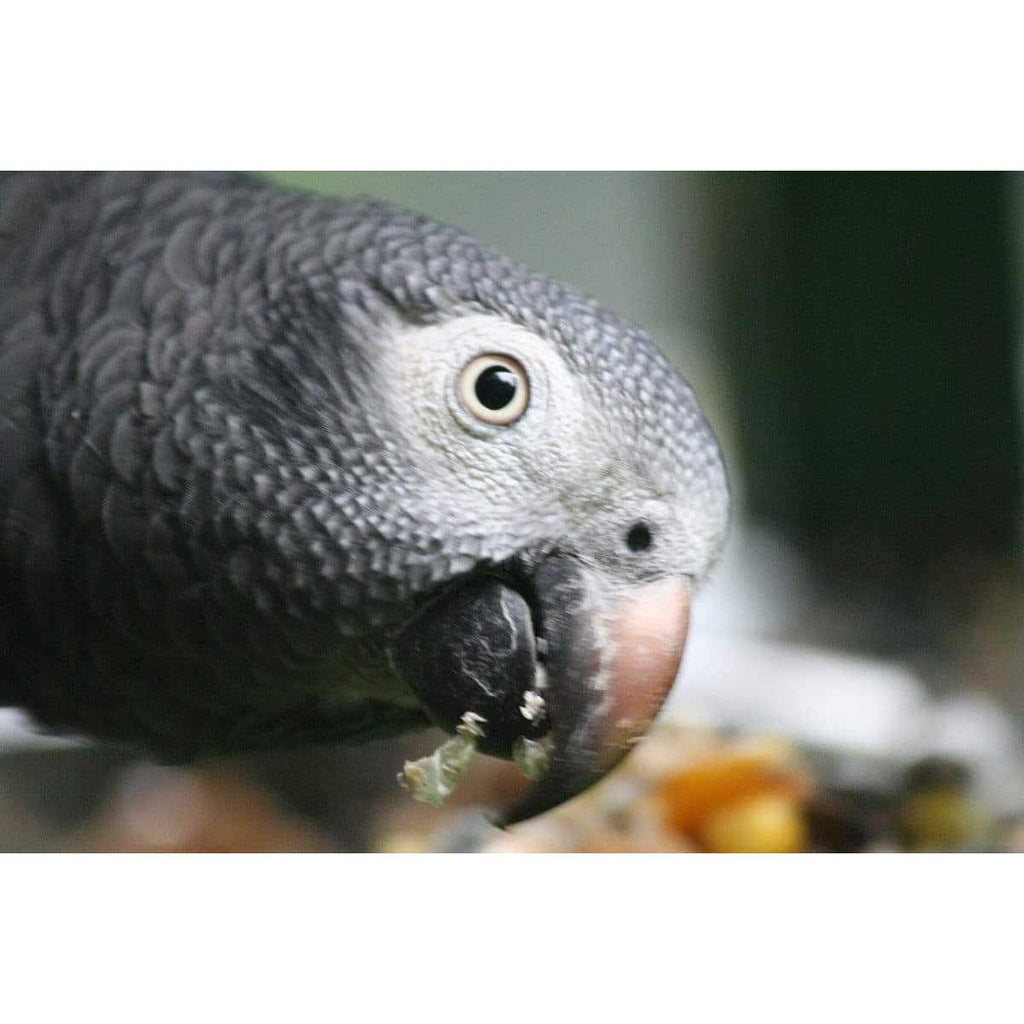 Parrot Food Sample Pack P48714
