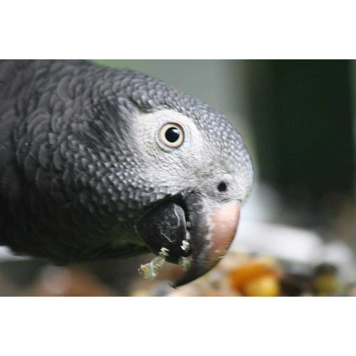 Parrot Food Sample Pack P48714