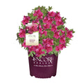 Autumn Rouge Live Shrubs B575422