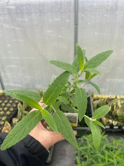 4 inch pot Mexican Bush Sage I300935