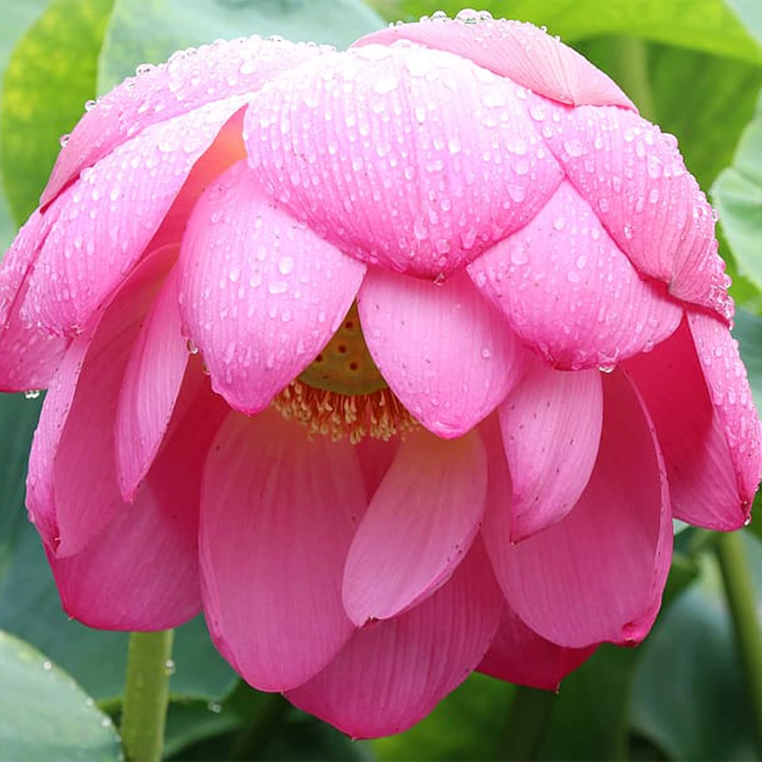 10 Seeds Lotus Flower Seeds Mixed Colors Water Plant O98921