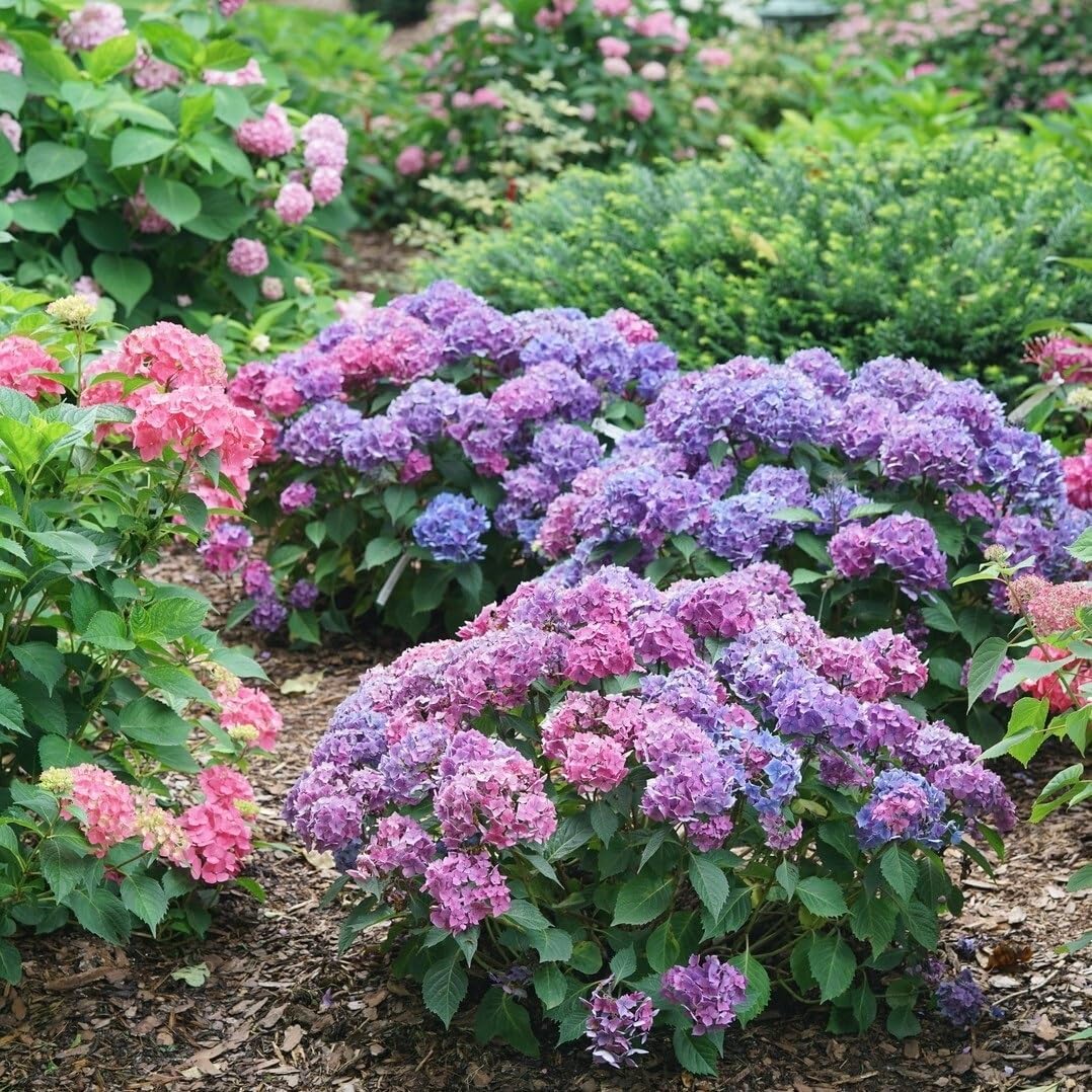 4.5" Quart Bigleaf Hydrangea Live Shrub F3462