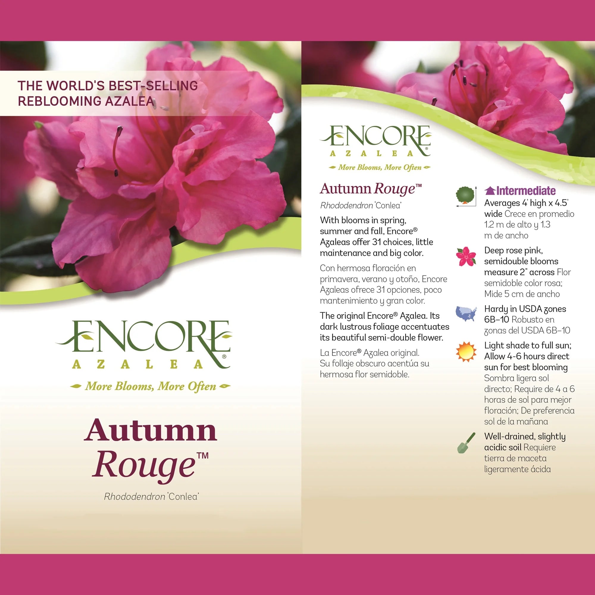 Autumn Rouge Live Shrubs B575422