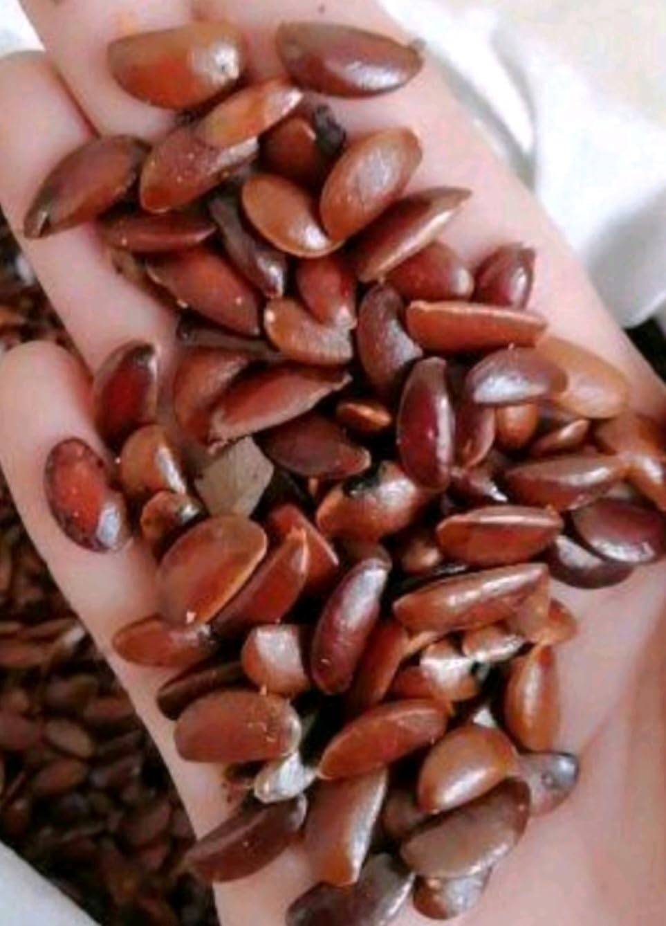 120 Seed Japanese Persimmon Seeds for Planting Y70444