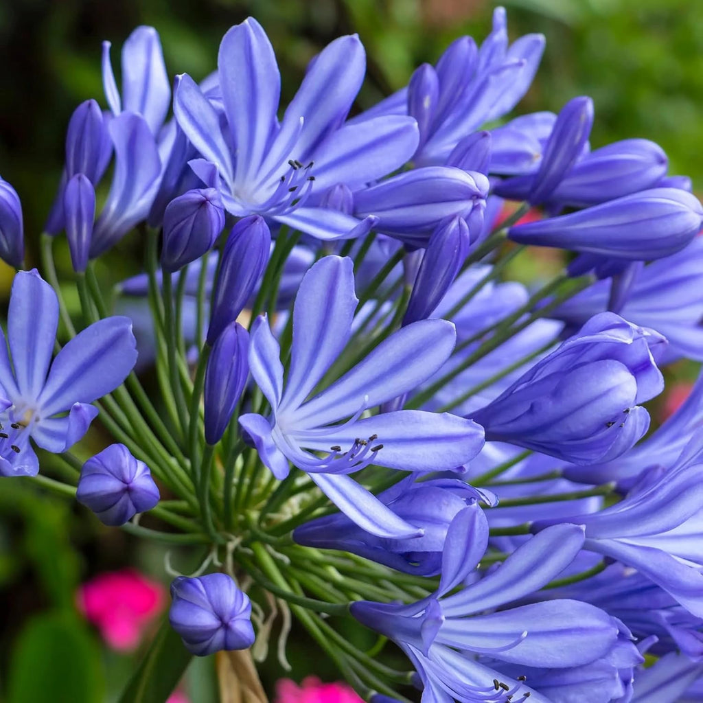 20 Seeds Blue African Lily Z12568