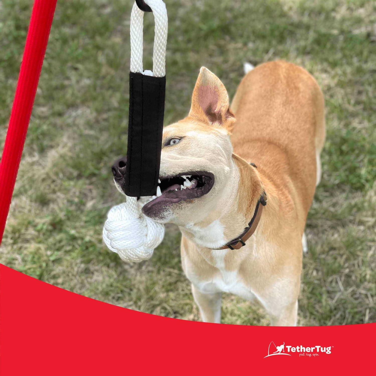 Dog Toy I4738