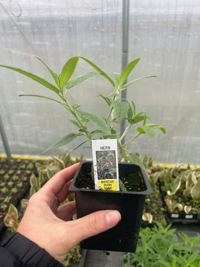 4 inch pot Mexican Bush Sage I300935