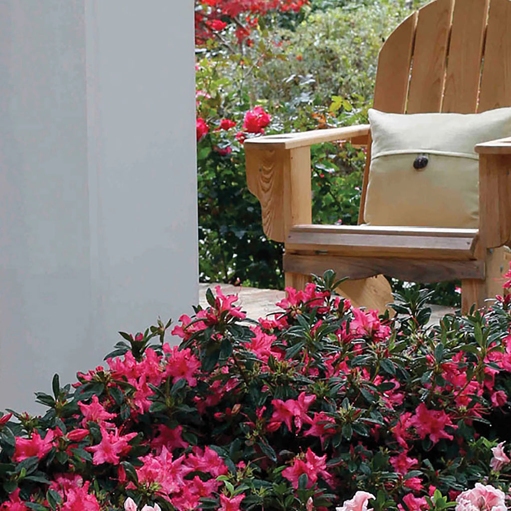 Autumn Rouge Live Shrubs B575422