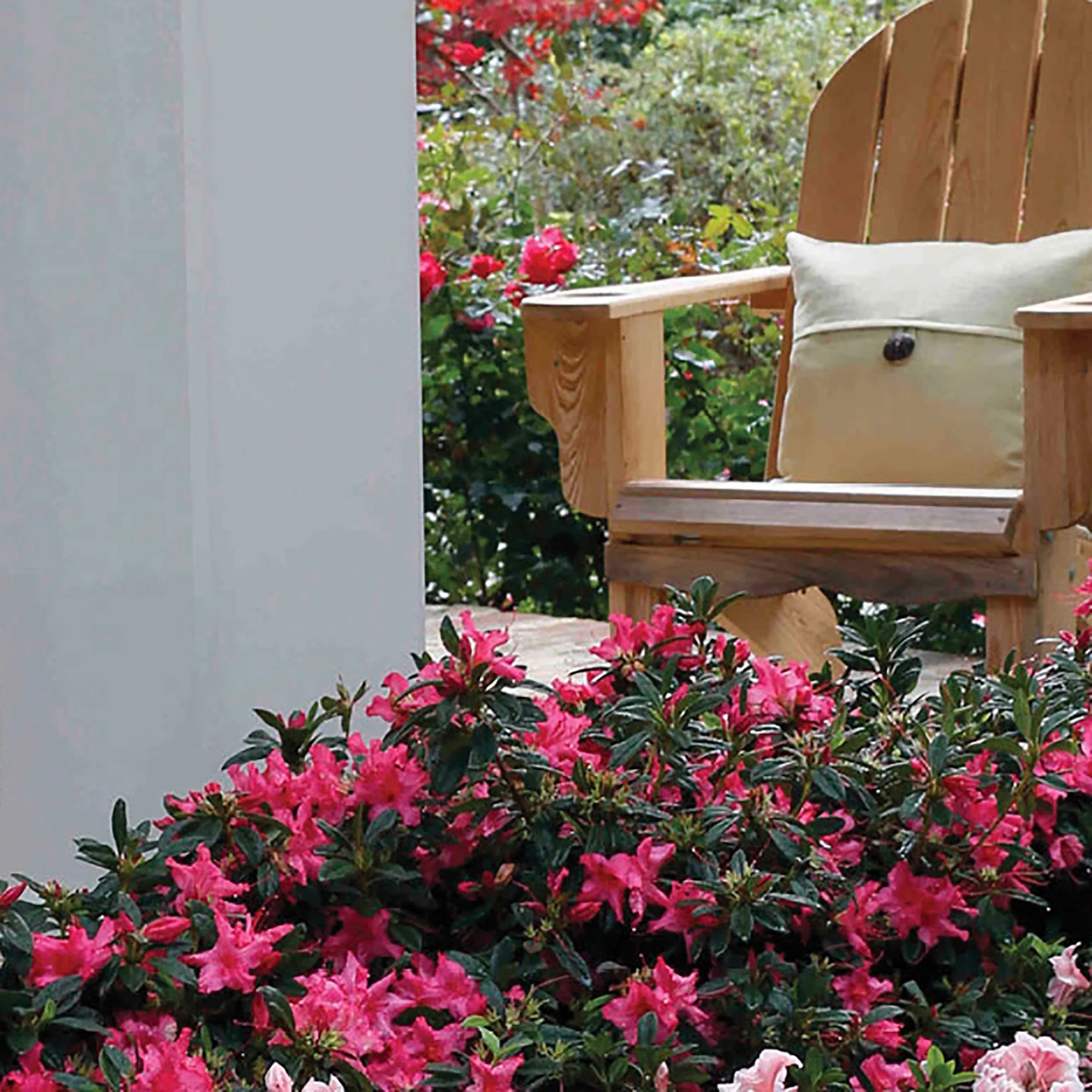 Autumn Rouge Live Shrubs B575422