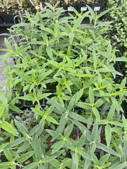 4 inch pot Mexican Bush Sage I300935