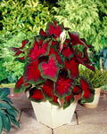 10 Florida Cardinal Caladium Bulbs R21184