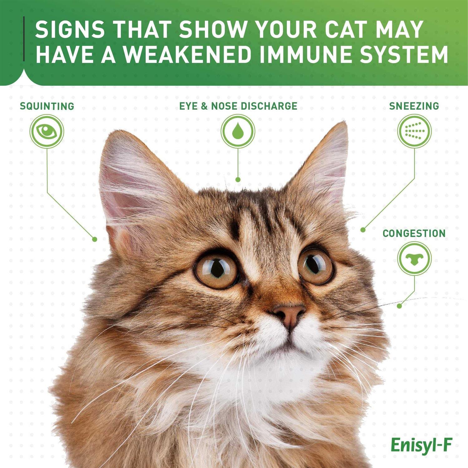 L-Lysine Chews for Cats I262049