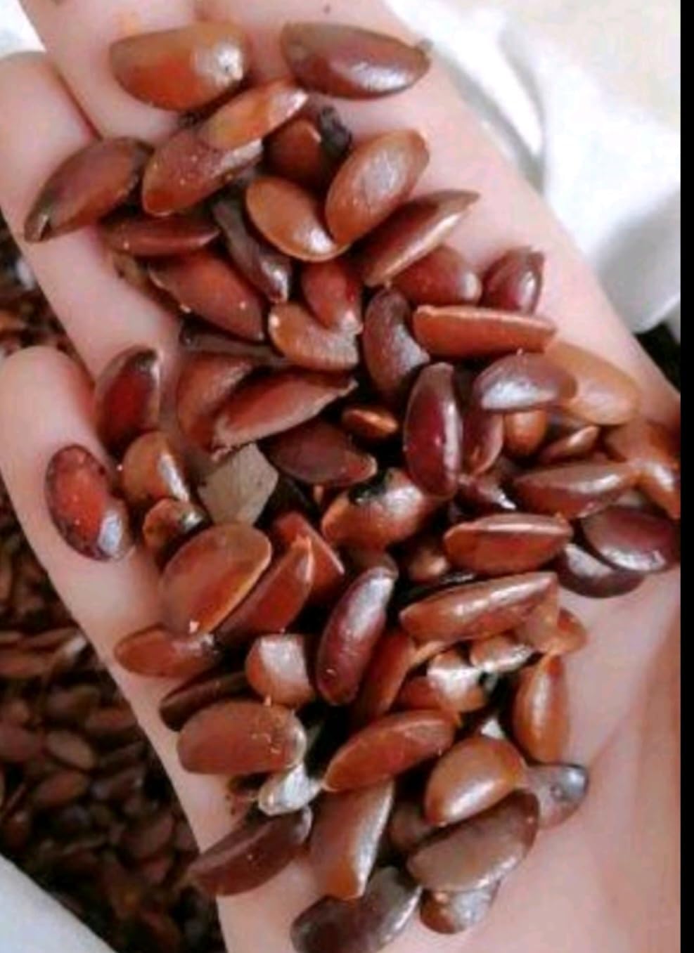 120 Seed Japanese Persimmon Seeds for Planting Y70444