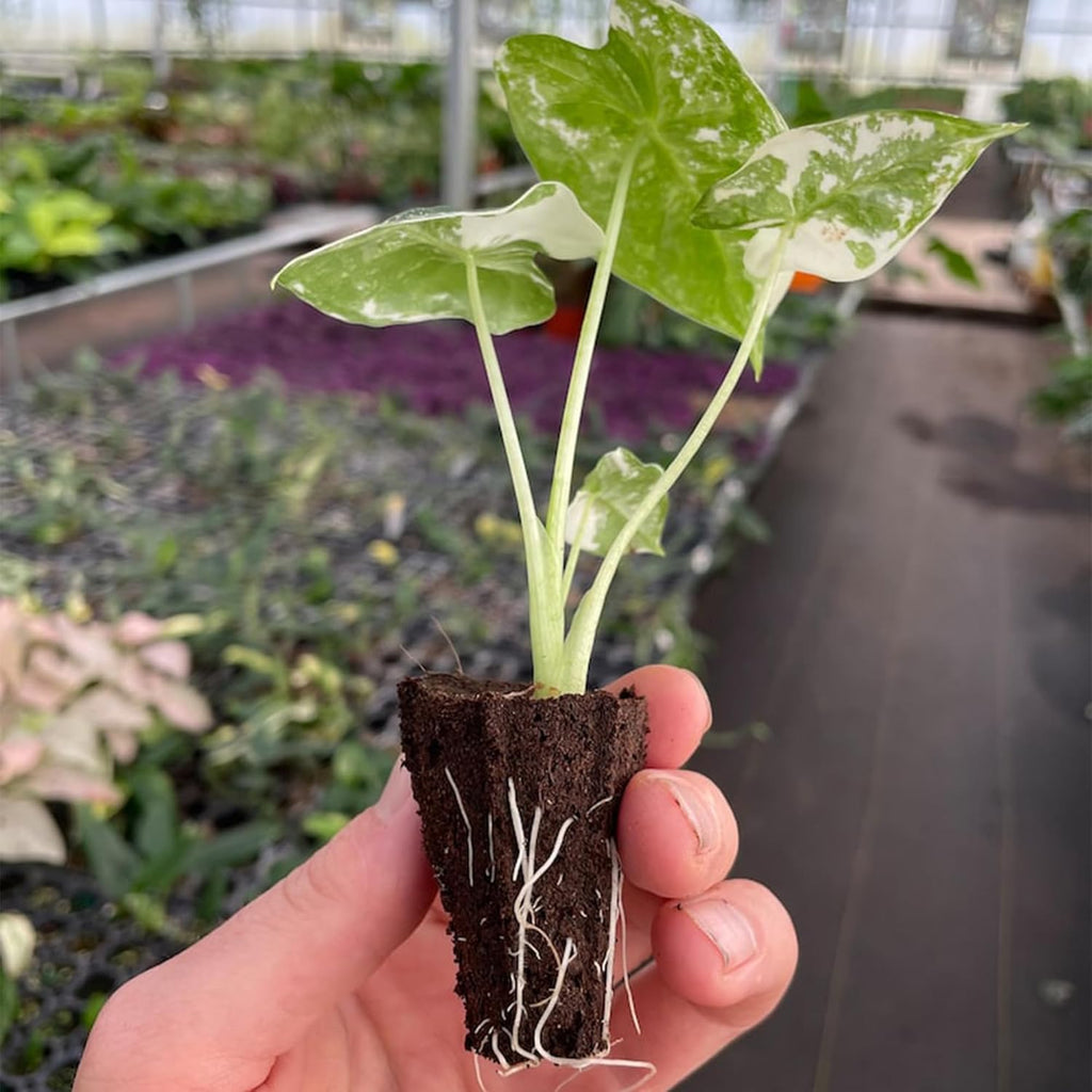 Variegated Alocasia Starter Plant N965