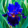 Bearded Iris Bulbs for Planting, 8 Bulbs D98602